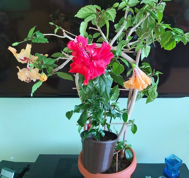 16.05.2021 - Hibiscusi 2021