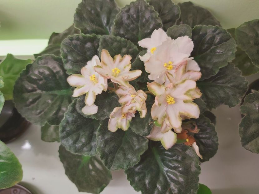  - Violete africane 2021