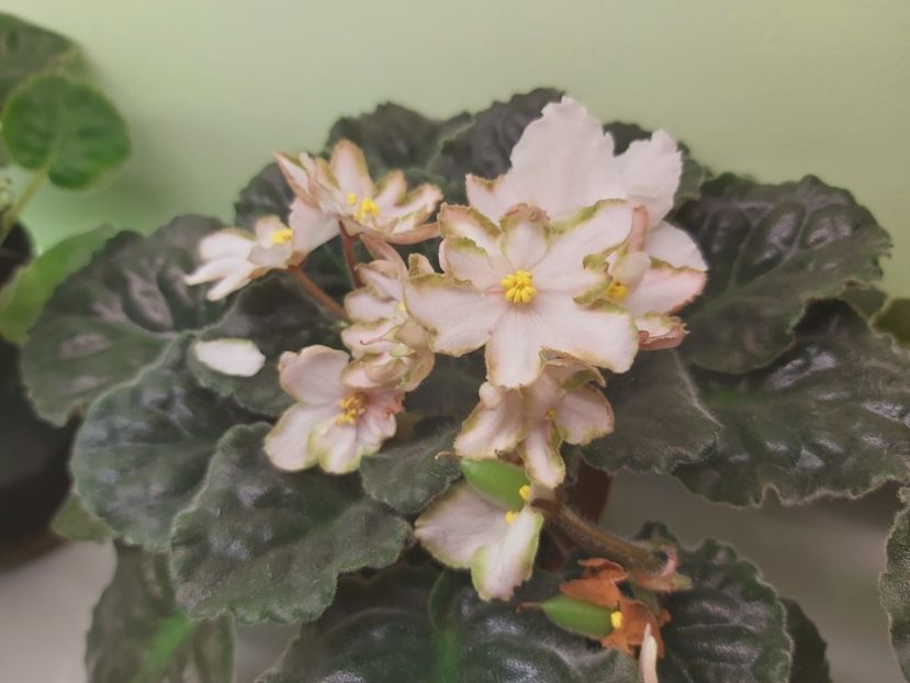  - Violete africane 2021