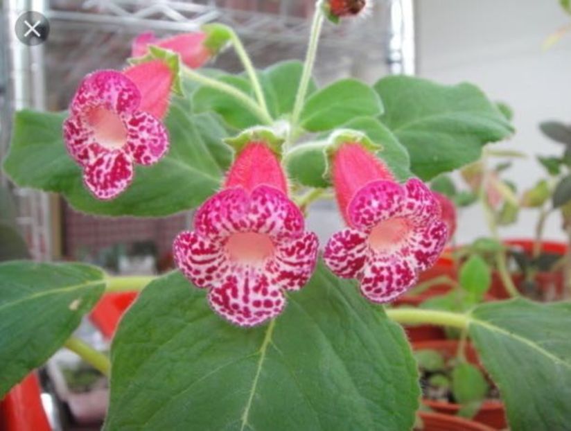 Flori Kohleria Flashdance (poza preluata de pe net) - 1 - Disponibile plante de vanzare 2021