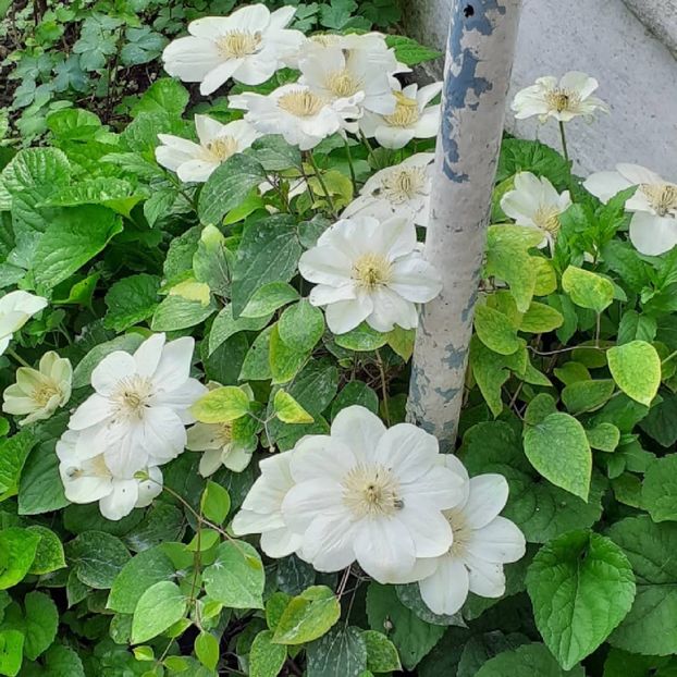  - Clematis Guernsey Cream