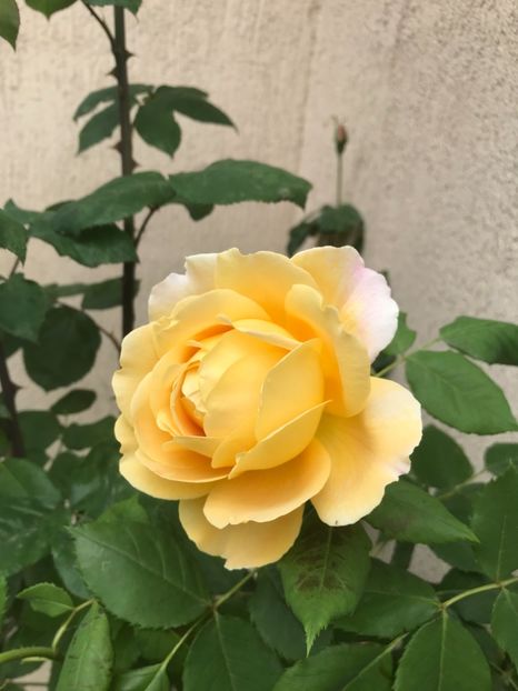  - Golden Celebration