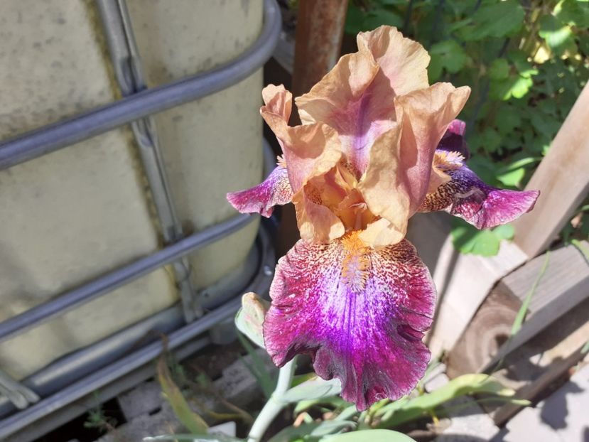 Parting glances - Iris 2021