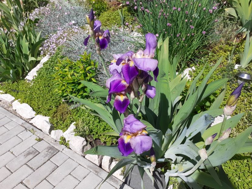 Lent a Williamson - Iris 2021