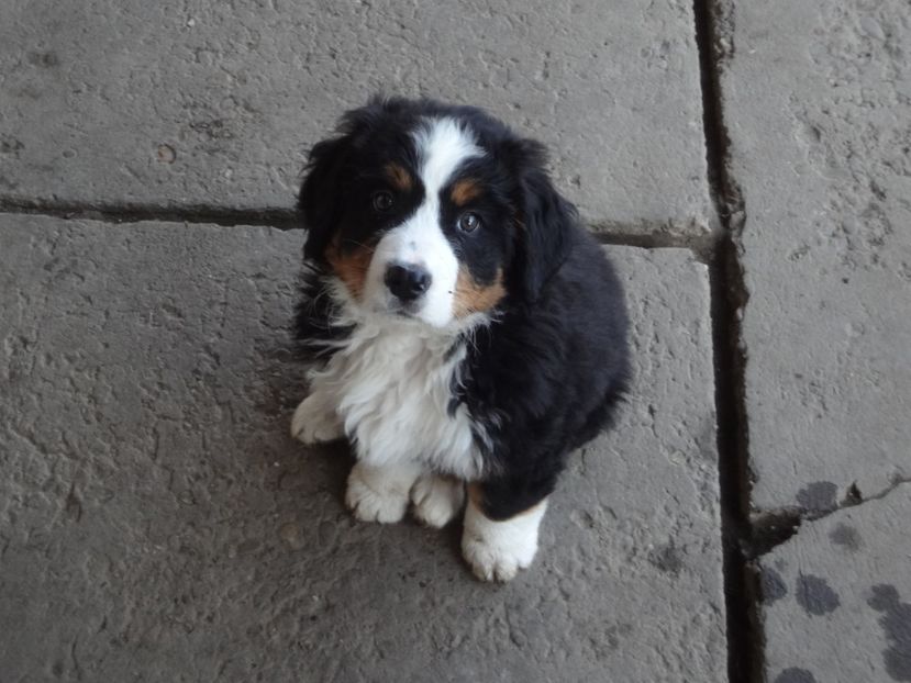  - 12-PAZA PORUMBEILOR-DIA