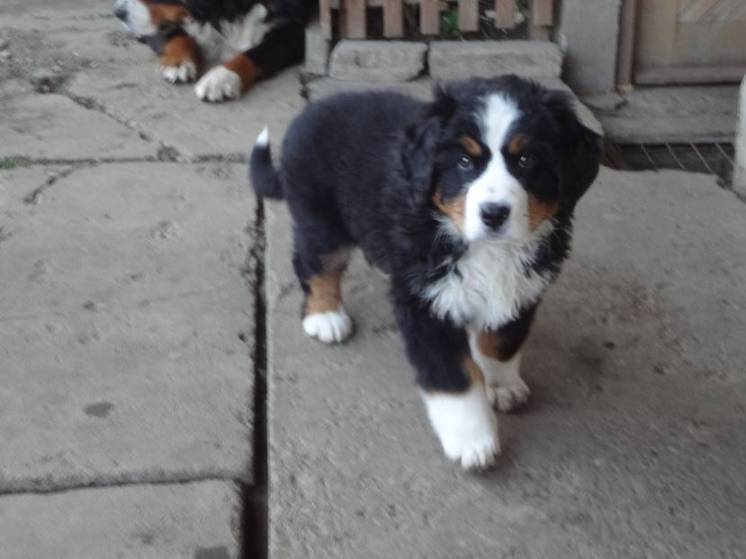  - 12-PAZA PORUMBEILOR-DIA