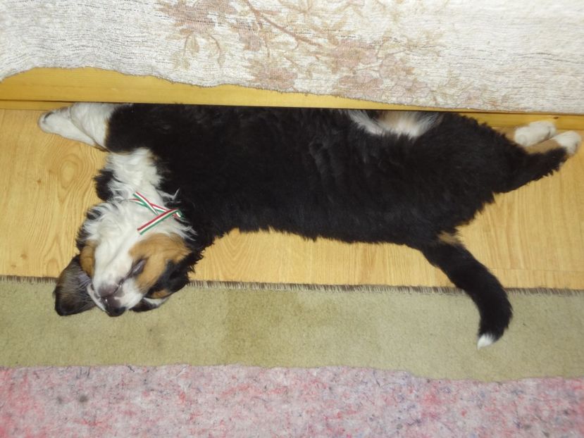  - 12-PAZA PORUMBEILOR-DIA