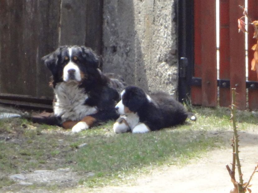  - 12-PAZA PORUMBEILOR-DIA