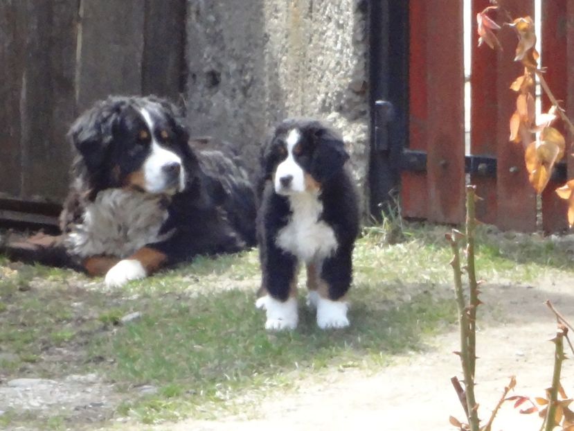  - 12-PAZA PORUMBEILOR-DIA