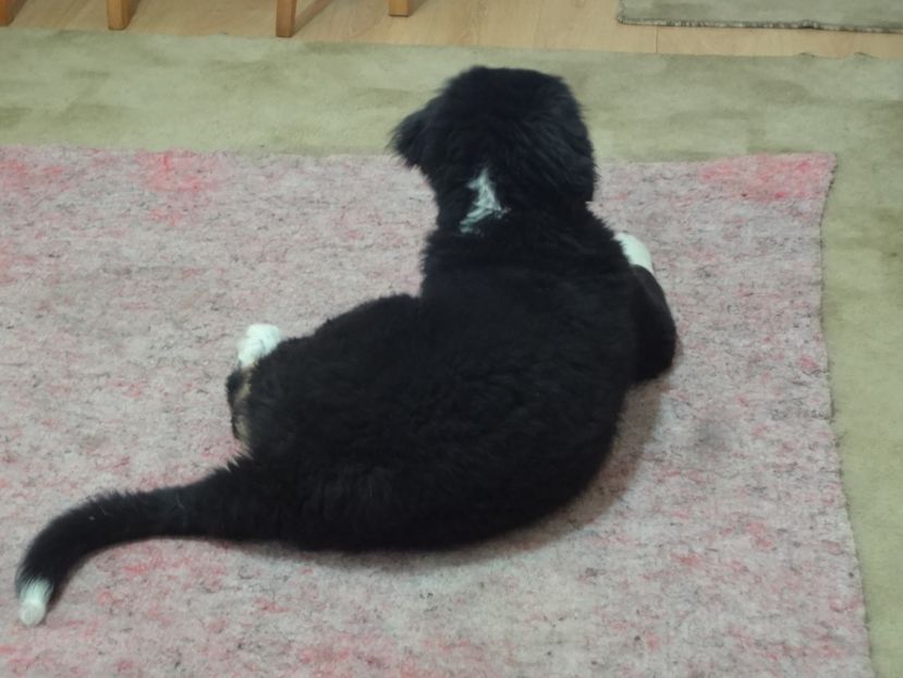  - 12-PAZA PORUMBEILOR-DIA