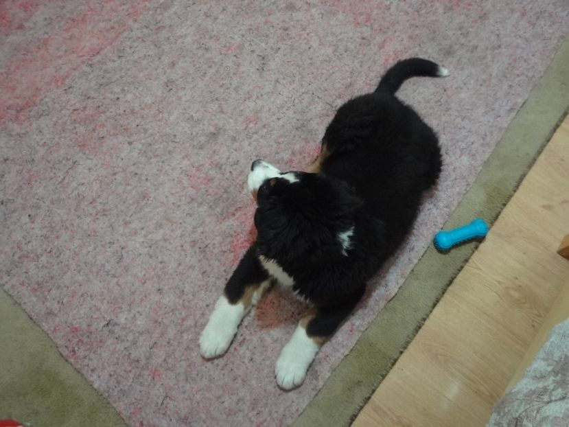  - 12-PAZA PORUMBEILOR-DIA