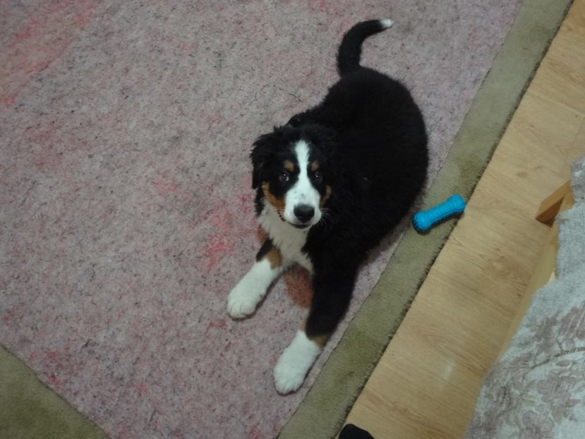  - 12-PAZA PORUMBEILOR-DIA