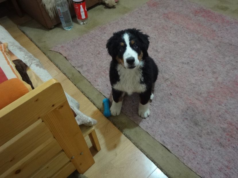  - 12-PAZA PORUMBEILOR-DIA