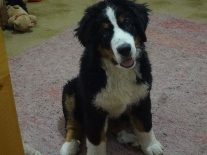  - 12-PAZA PORUMBEILOR-DIA