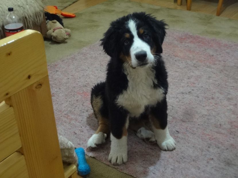  - 12-PAZA PORUMBEILOR-DIA