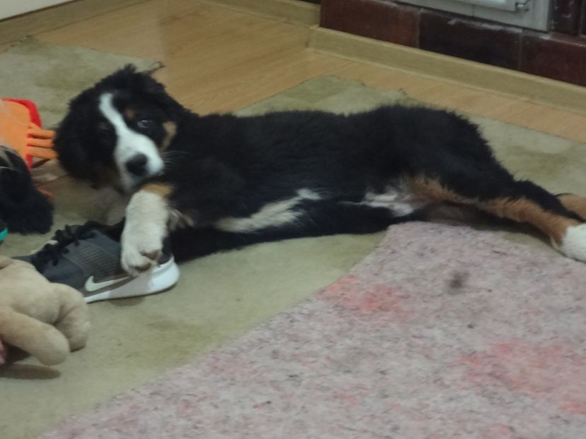  - 12-PAZA PORUMBEILOR-DIA