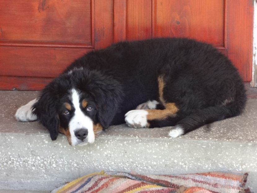  - 12-PAZA PORUMBEILOR-DIA