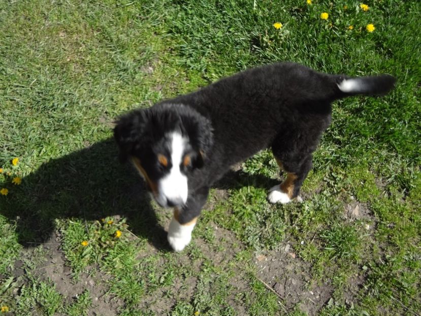  - 12-PAZA PORUMBEILOR-DIA