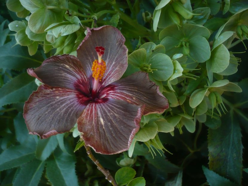 P1470958 - Soul mate