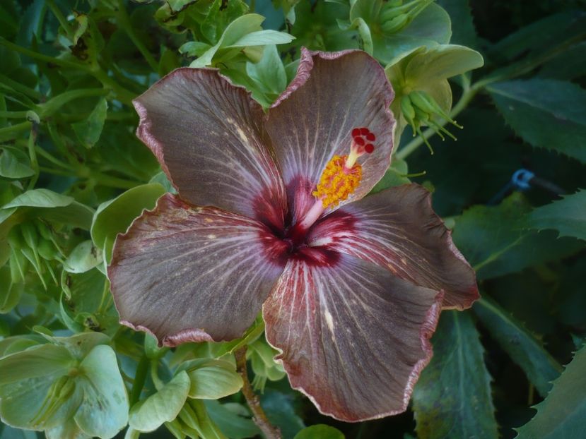 P1470959 - Soul mate