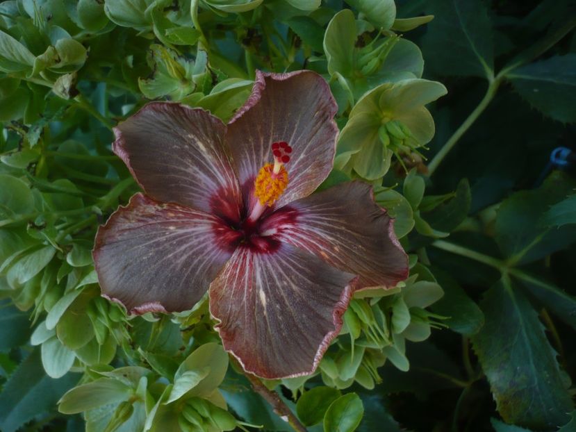 P1470960 - Soul mate