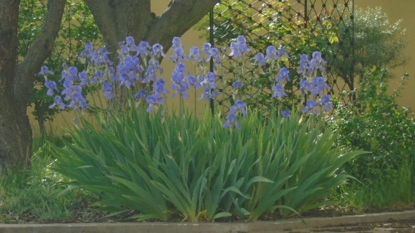 Tufa de irisi - Primavara 2021-2022-2023