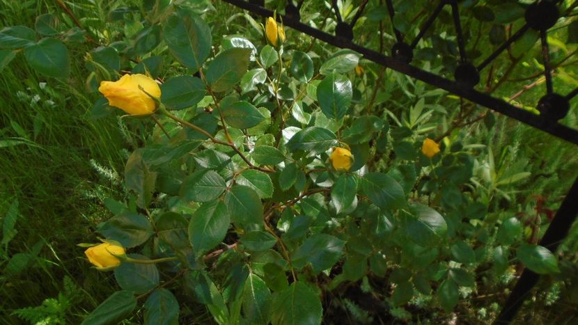 Trandafiri - Primavara 2021-2022-2023