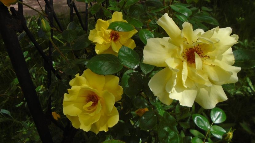 Trandafiri - Primavara 2021-2022-2023