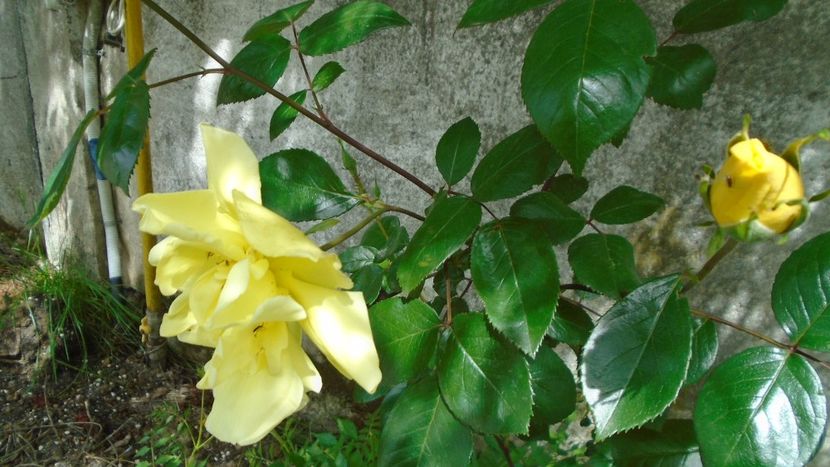 Trandafiri - Primavara 2021-2022-2023