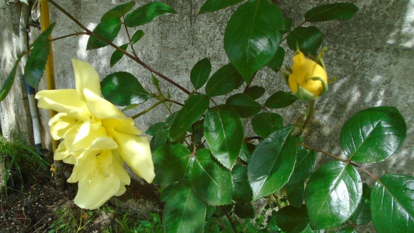 Trandafiri - Primavara 2021-2022-2023