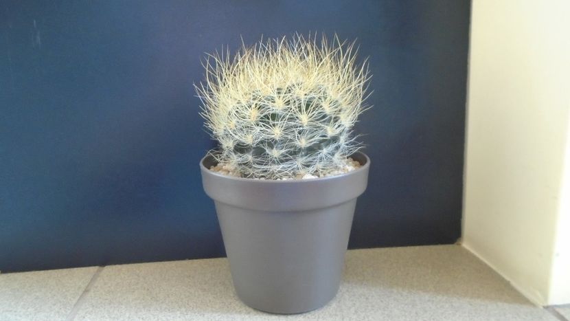 Eriosyce villosa (Neoporteria laniceps) - Cactusi 2021