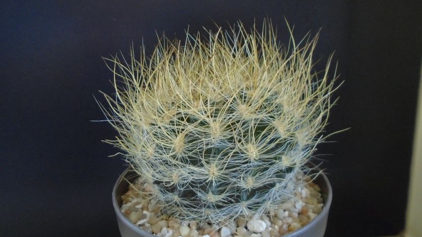 Eriosyce villosa (Neoporteria laniceps) - Cactusi 2021