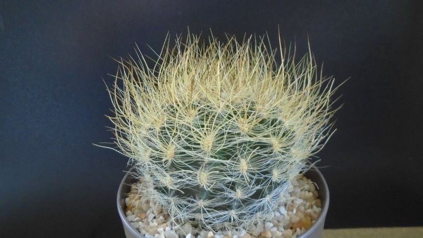 Eriosyce villosa (Neoporteria laniceps) - Cactusi 2021