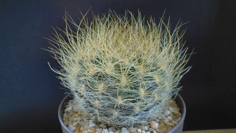 Eriosyce villosa (Neoporteria laniceps) - Cactusi 2021
