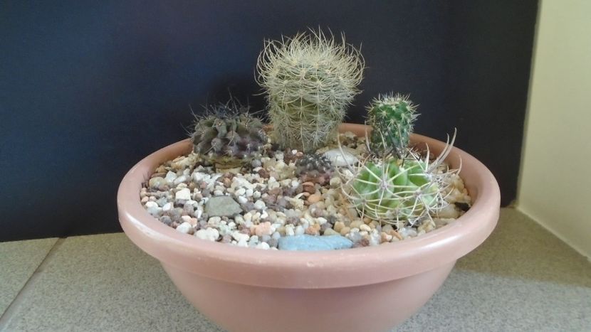 Grup de 5 Eriosyce - Cactusi 2021