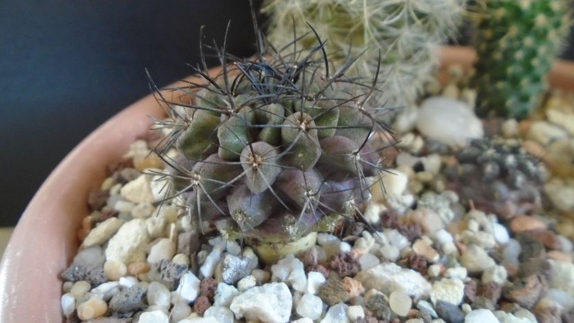Eriosyce paucicostata - Cactusi 2021