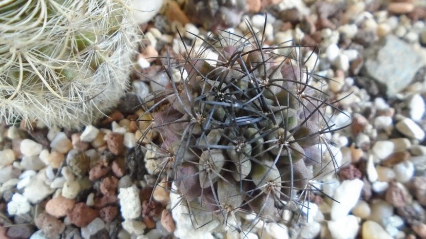 Eriosyce paucicostata - Cactusi 2021