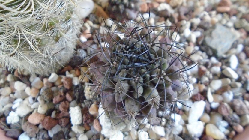 Eriosyce paucicostata - Cactusi 2021