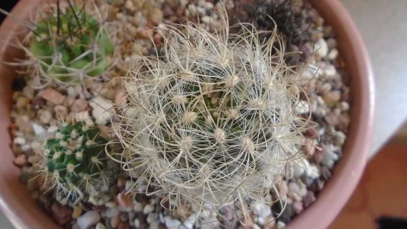 Eriosyce senilis multicolor (Neoporteria gerocephala) - Cactusi 2021