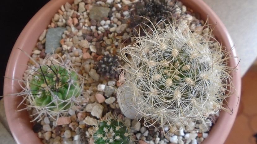 Eriosyce senilis multicolor (Neoporteria gerocephala) - Cactusi 2021