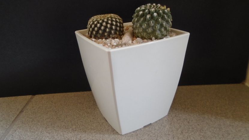 Eriosyce odieri (Neochilenia reichei), 2 ex. diferite - Cactusi 2021