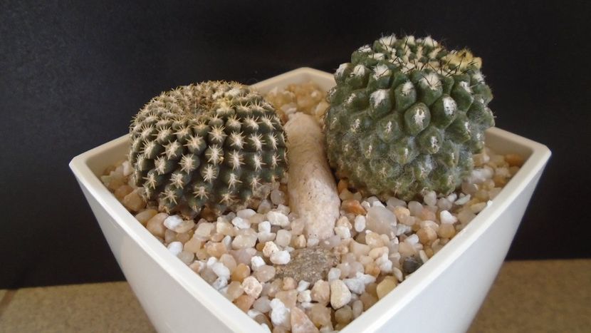 Eriosyce odieri (Neochilenia reichei), 2 ex. diferite - Cactusi 2021