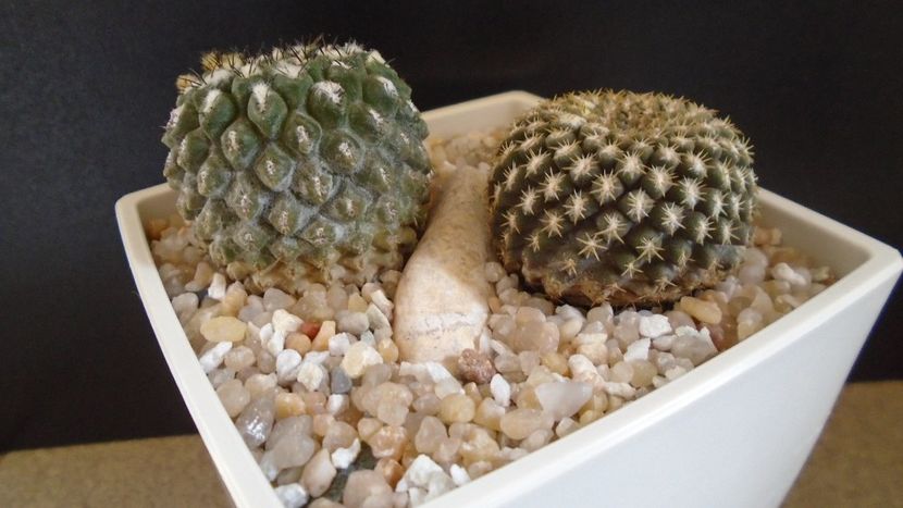 Eriosyce odieri (Neochilenia reichei), 2 ex. diferite - Cactusi 2021