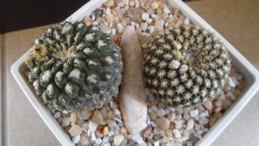 Eriosyce odieri (Neochilenia reichei), 2 ex. diferite - Cactusi 2021
