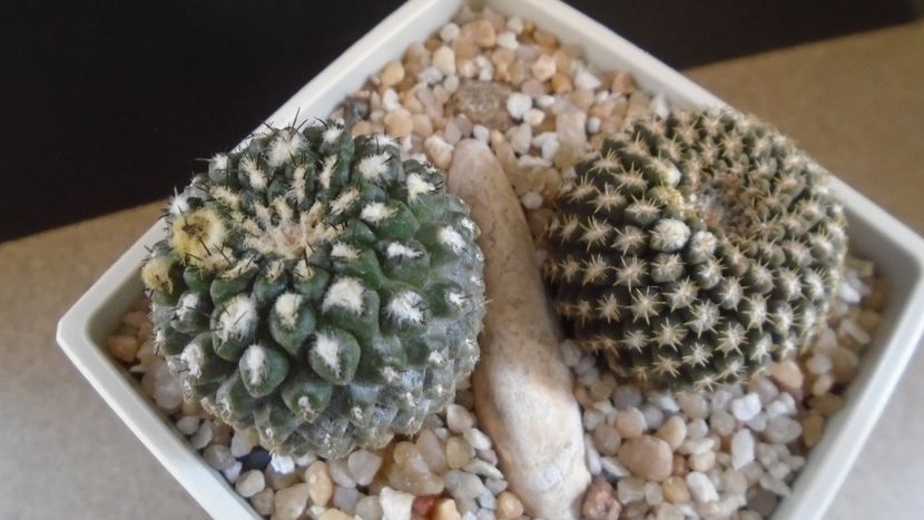 Eriosyce odieri (Neochilenia reichei), 2 ex. diferite - Cactusi 2021