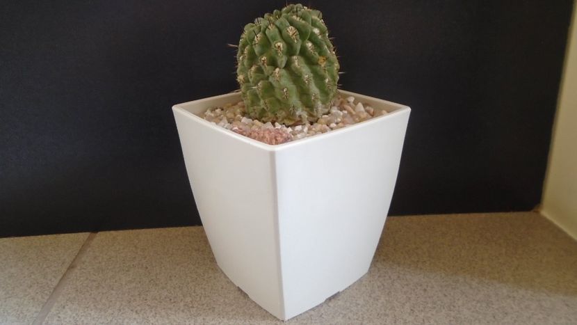 Eriosyce (Neoporteria) heinrichiana - Cactusi 2021