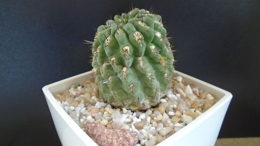 Eriosyce (Neoporteria) heinrichiana - Cactusi 2021