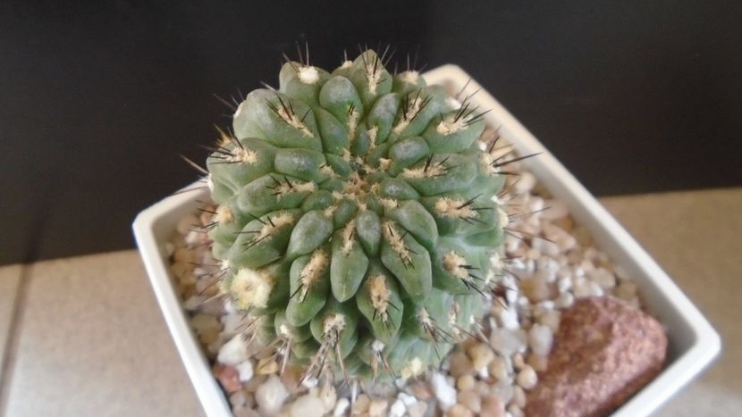 Eriosyce (Neoporteria) heinrichiana - Cactusi 2021