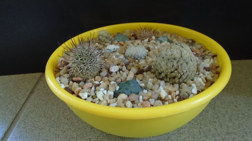 Grup de 5 Mammillaria - Cactusi 2021