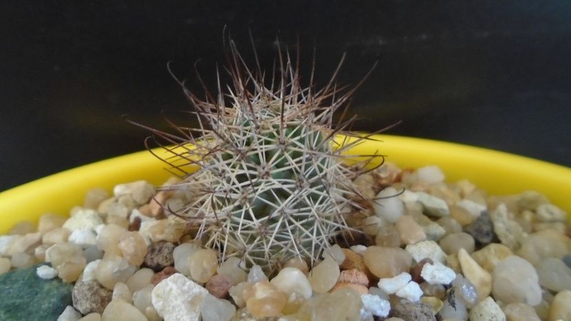 Mammillaria grahamii (Microcarpa) - Cactusi 2021